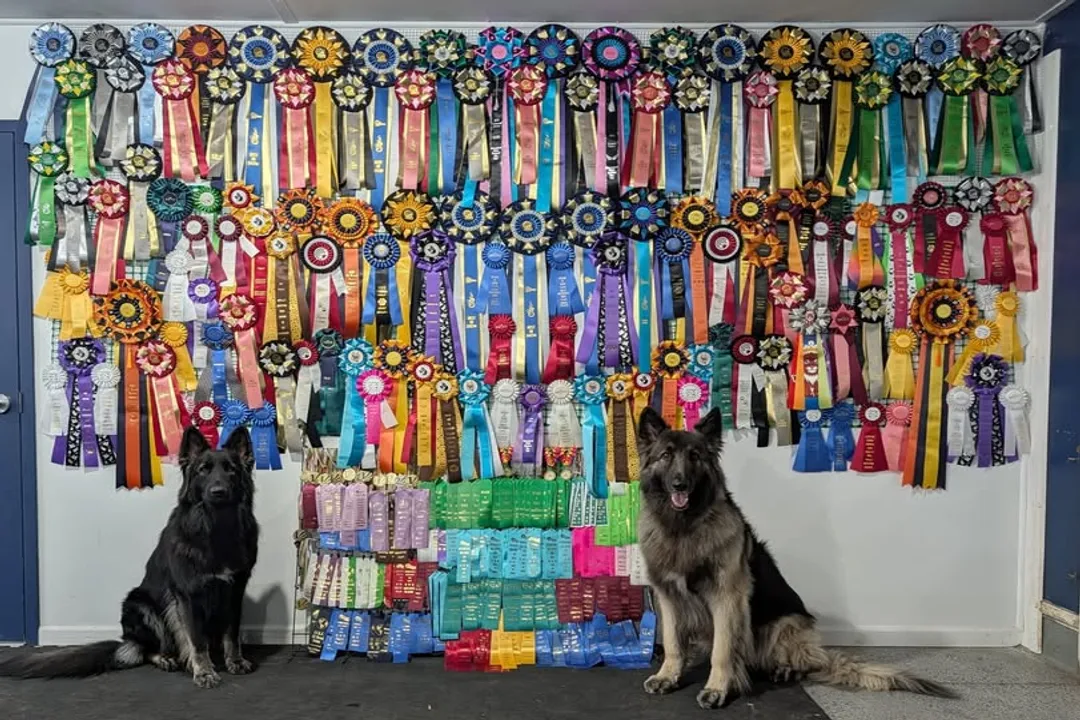 Is a Shiloh Shepherd rare?, Breed Genesis