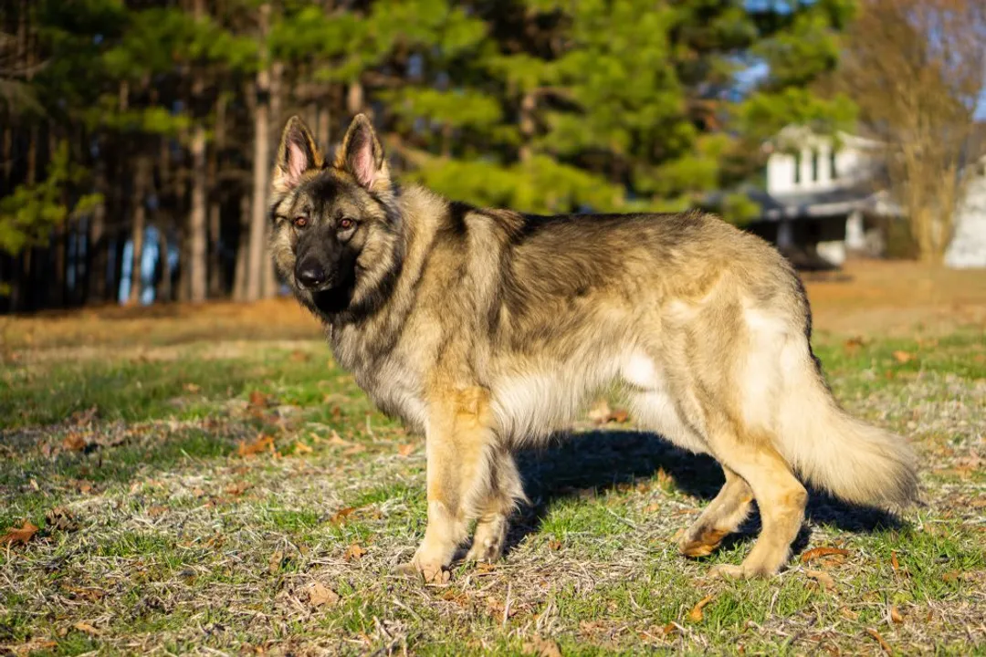 Is a Shiloh Shepherd rare?