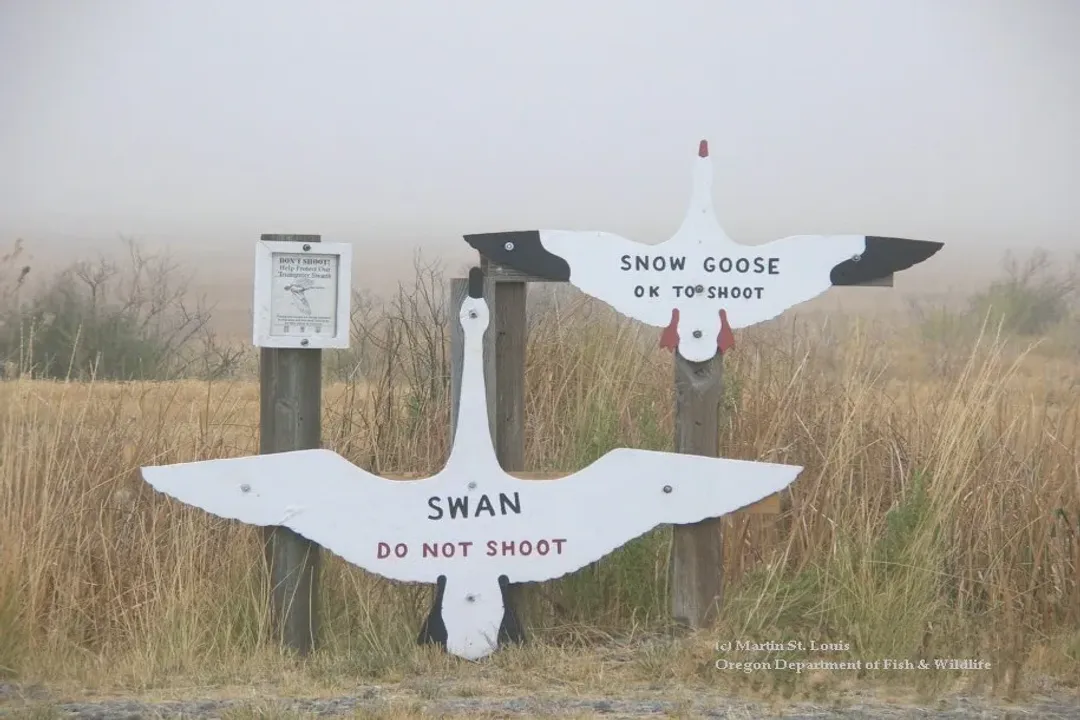 Is a swan just a white goose?, Neck Length