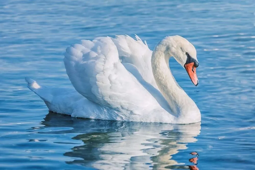 Is a swan just a white goose?