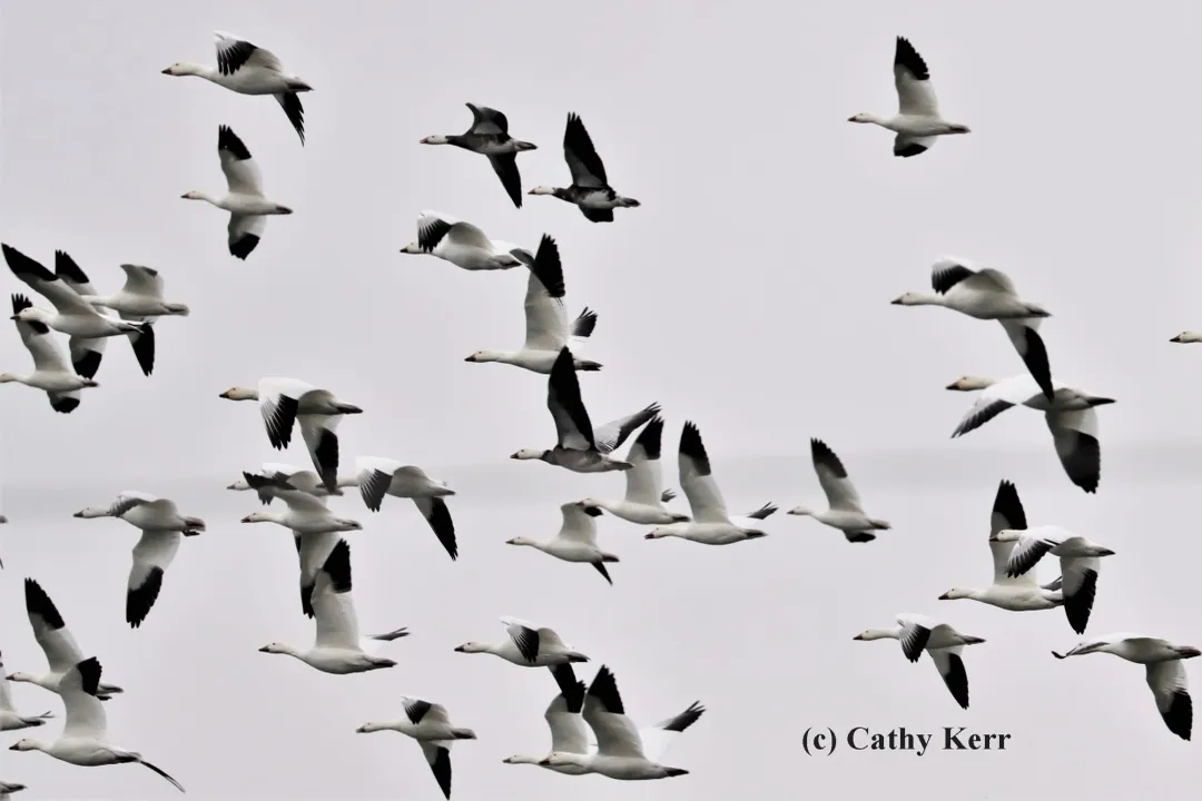 Is a swan just a white goose?, Vocal Style