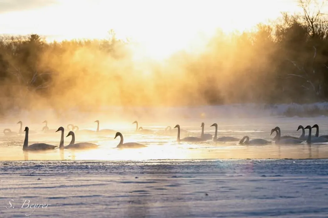 Is a swan just a white goose?, Body Size