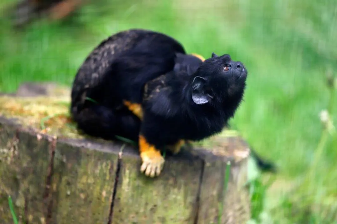 Is a tamarin a monkey or an ape?, Tamarin Taxonomy