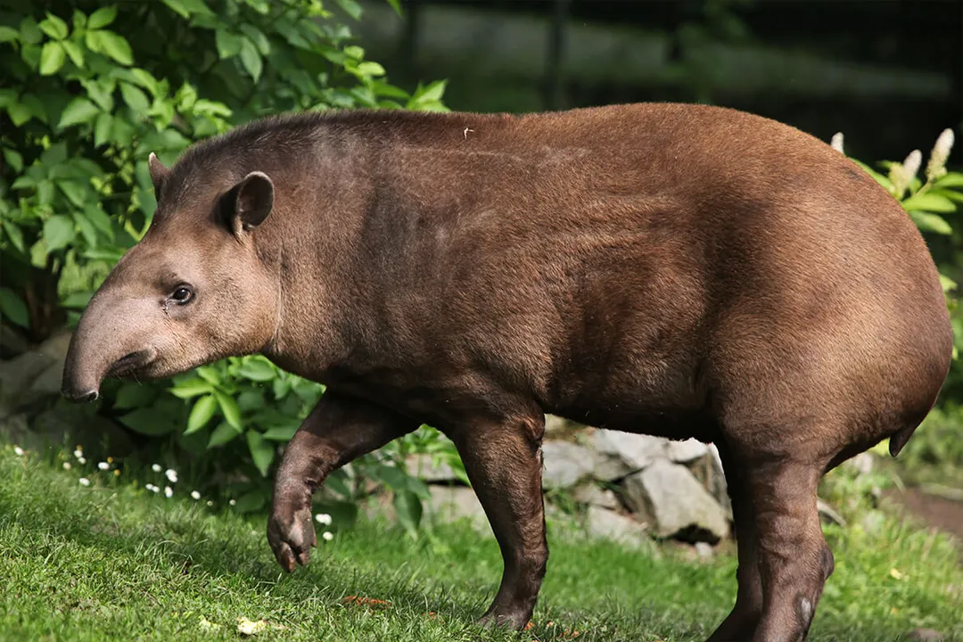 Is a tapir a pig or elephant?, Appearance Blend