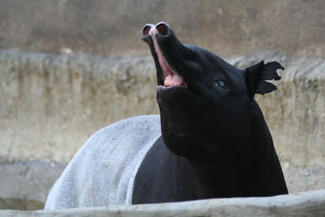 Is a tapir a pig or elephant?, Lineage Split