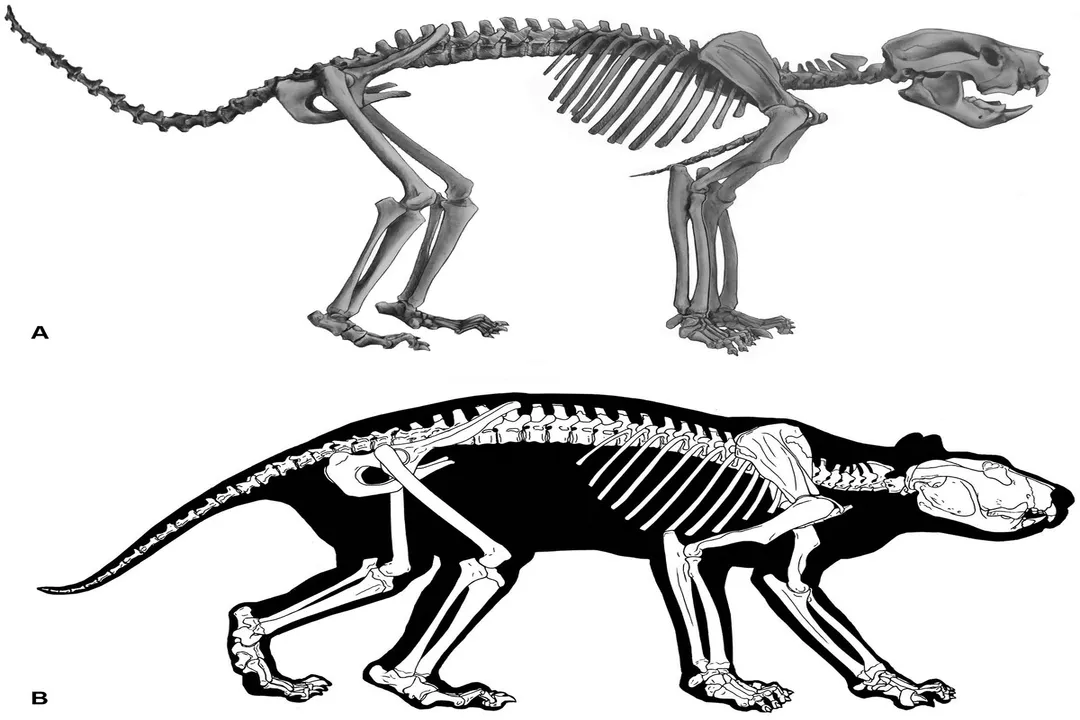 Is a Thylacoleo a cat?