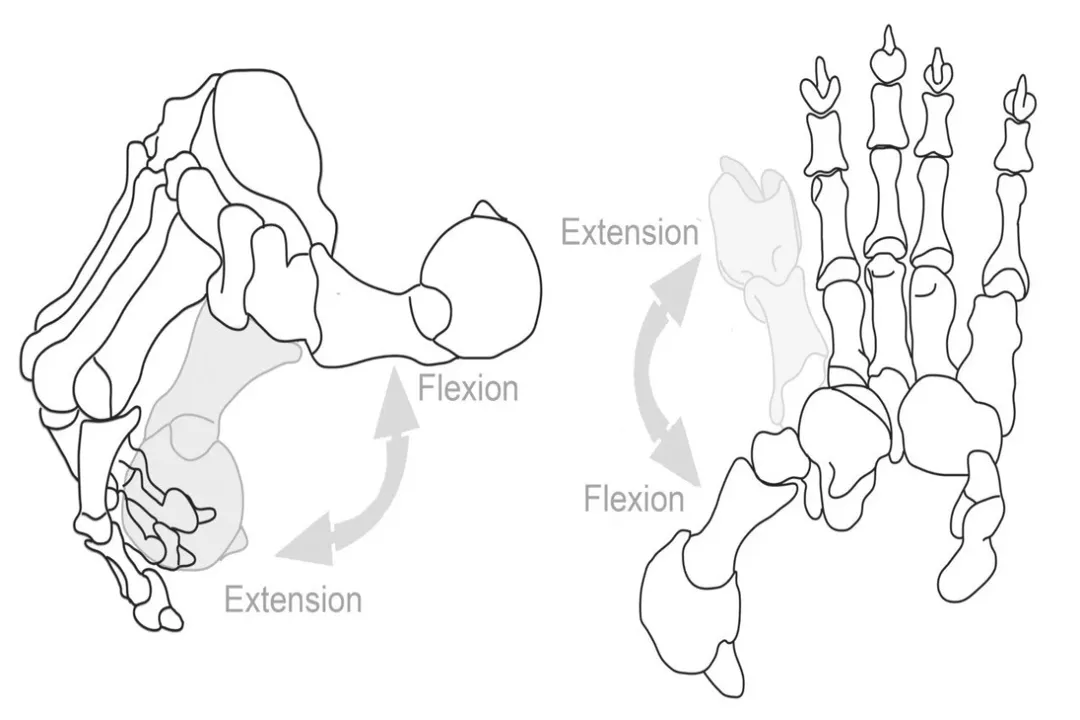 Is a Thylacoleo a cat?, Unique Arsenal