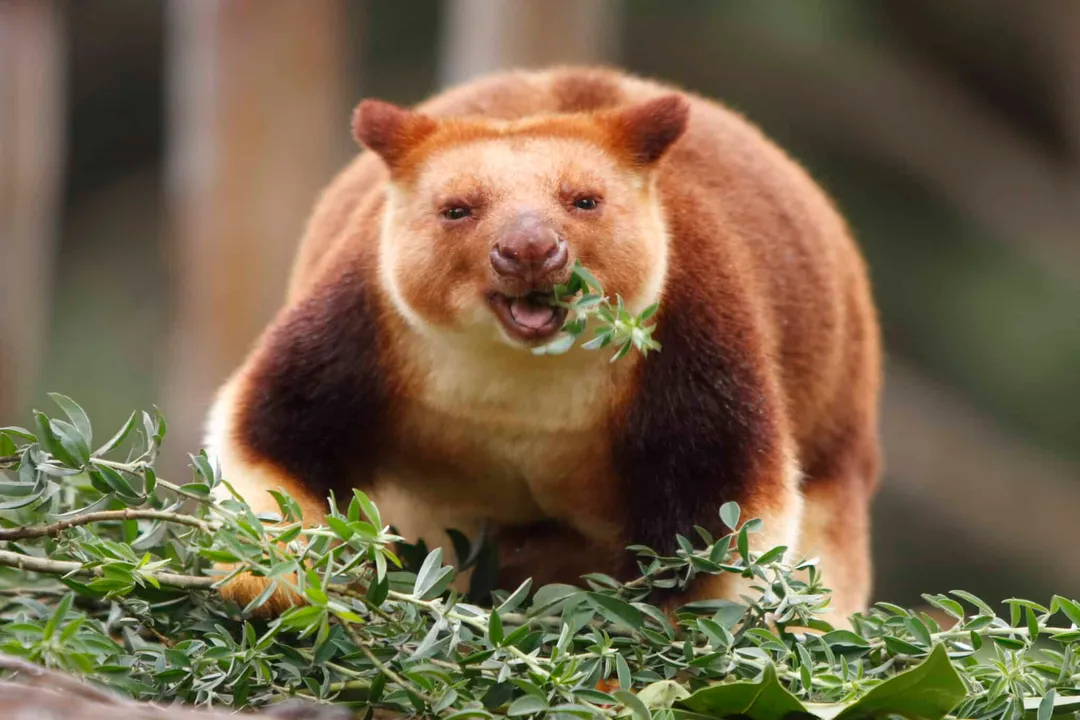 Is a tree-kangaroo a macropod?, Locomotion Modes