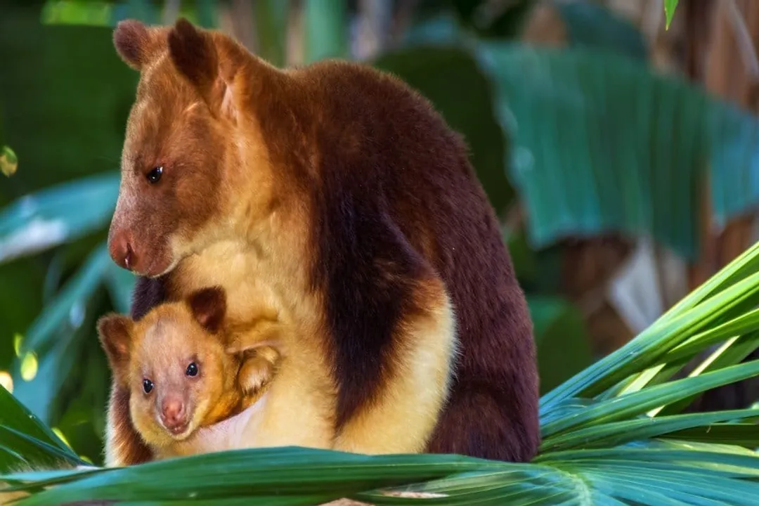 Is a tree-kangaroo a macropod?, Arboreal Toolkit