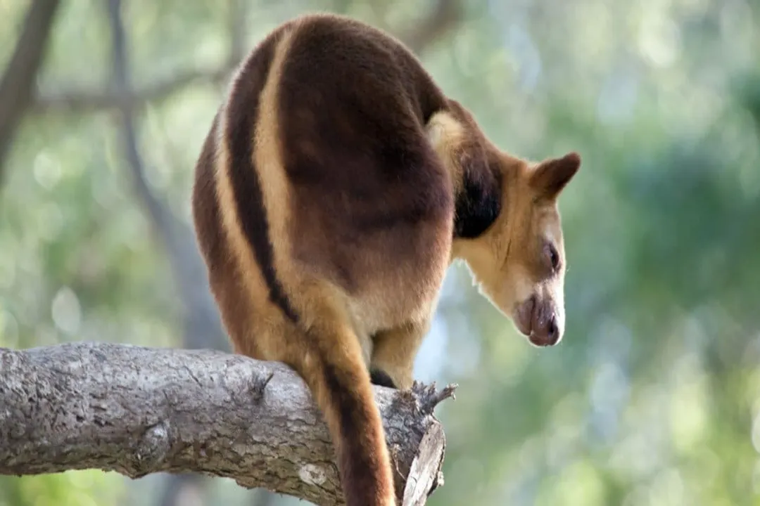 Is a tree-kangaroo a macropod?, Classification Confirmation