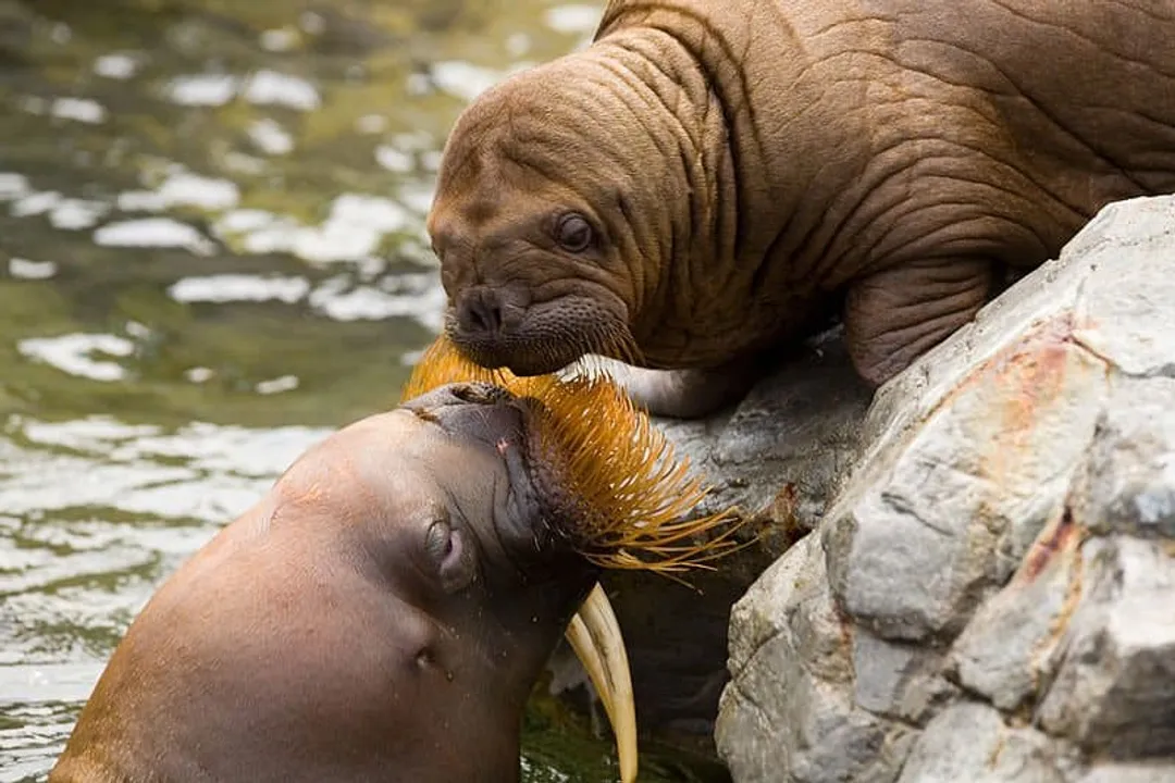 Is a walrus a carnivore or omnivore?, Benthic Feeding
