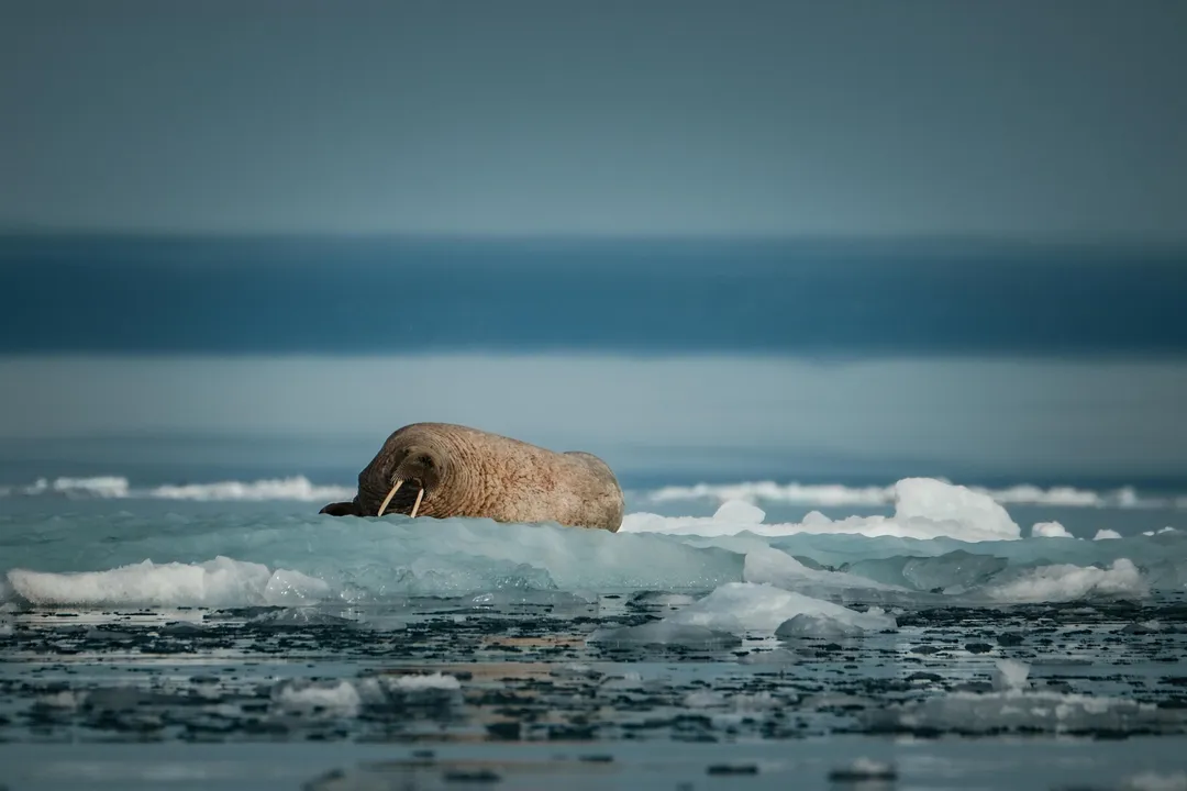 Is a walrus a carnivore or omnivore?, Menu Composition