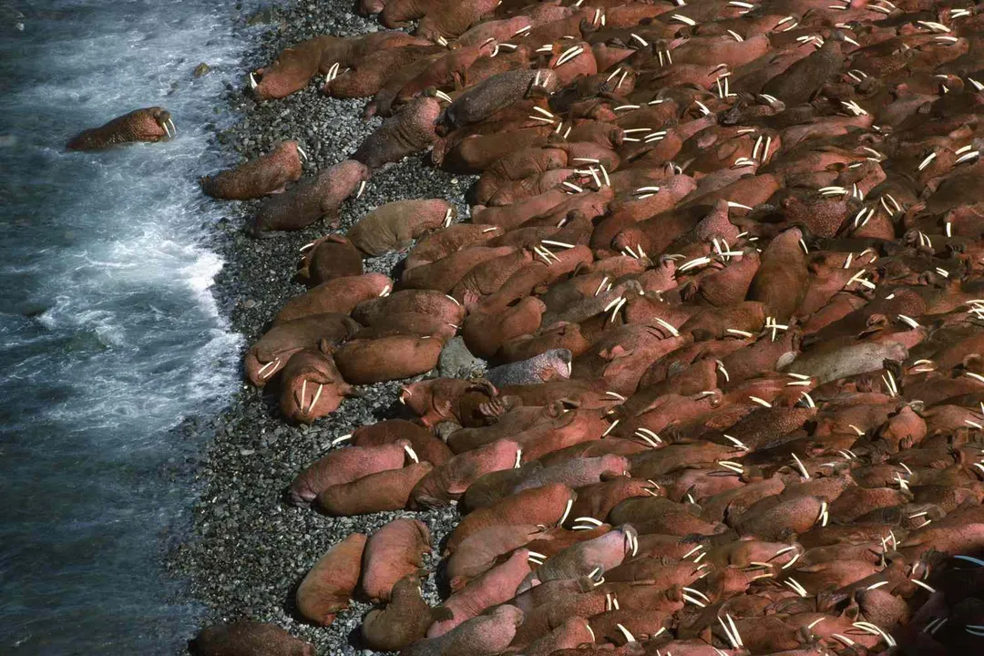 Is a walrus a carnivore or omnivore?, Dietary Grouping