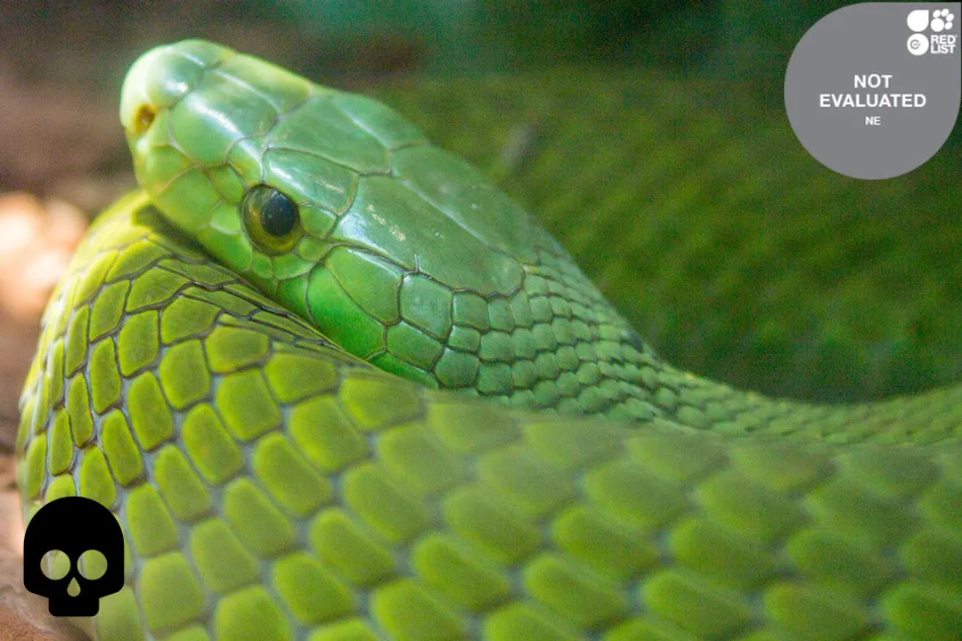 Is a West African green mamba poisonous?, Arboreal Habits