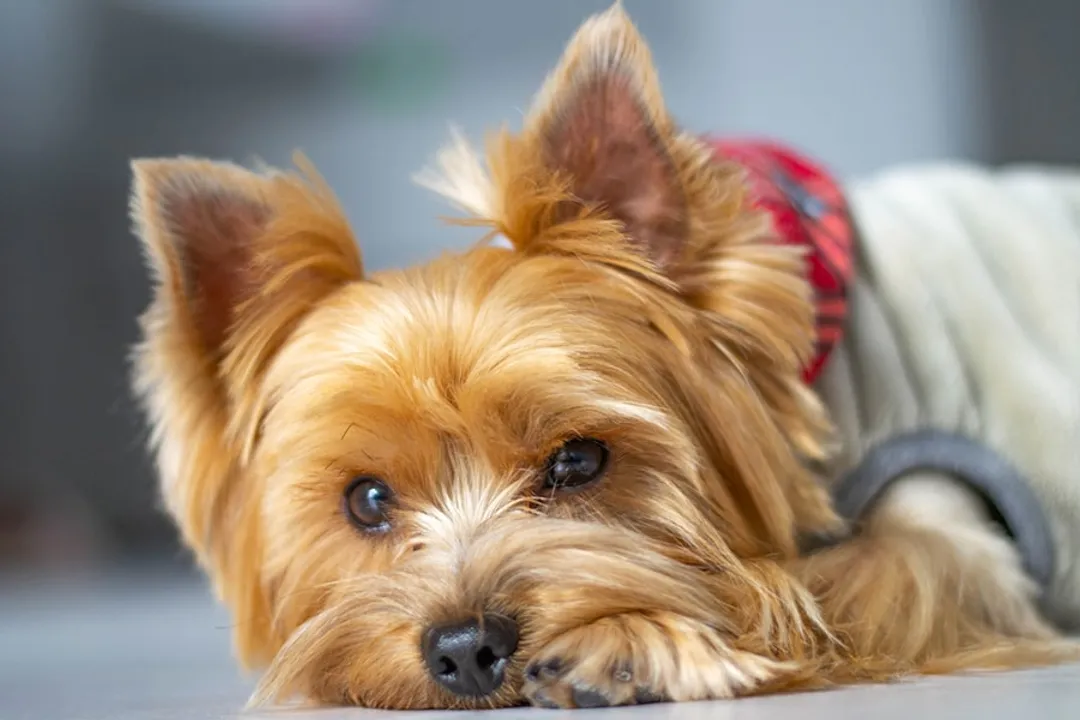Is a Yorkie a feline or canine?, Breed Confirmation