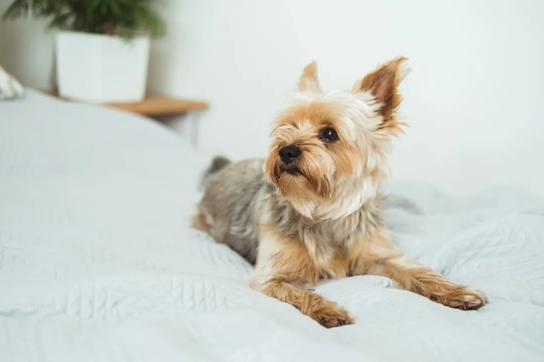 Is a Yorkie a feline or canine?