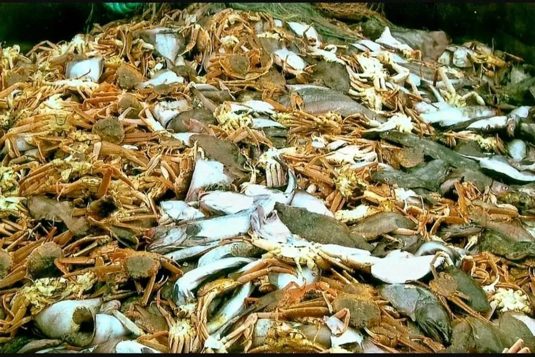 Is Alaska Pollock fish a bottom feeder?, Water Column Dweller