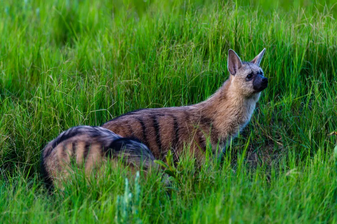 Is an aardwolf a carnivore, herbivore, or omnivore?, Foraging Mechanics