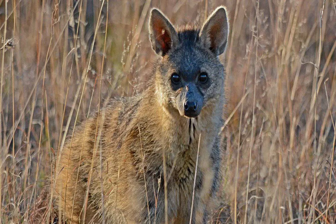 Is an aardwolf a carnivore, herbivore, or omnivore?, The Termite Focus