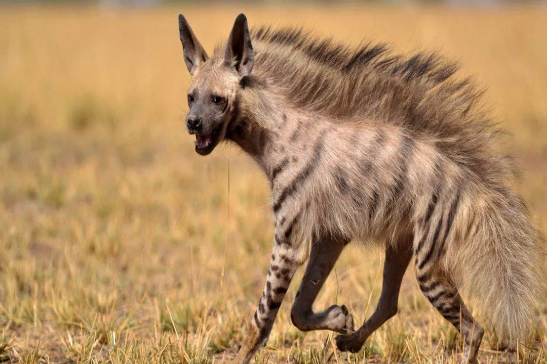 Is an aardwolf a carnivore, herbivore, or omnivore?, Expanding the Menu Slightly