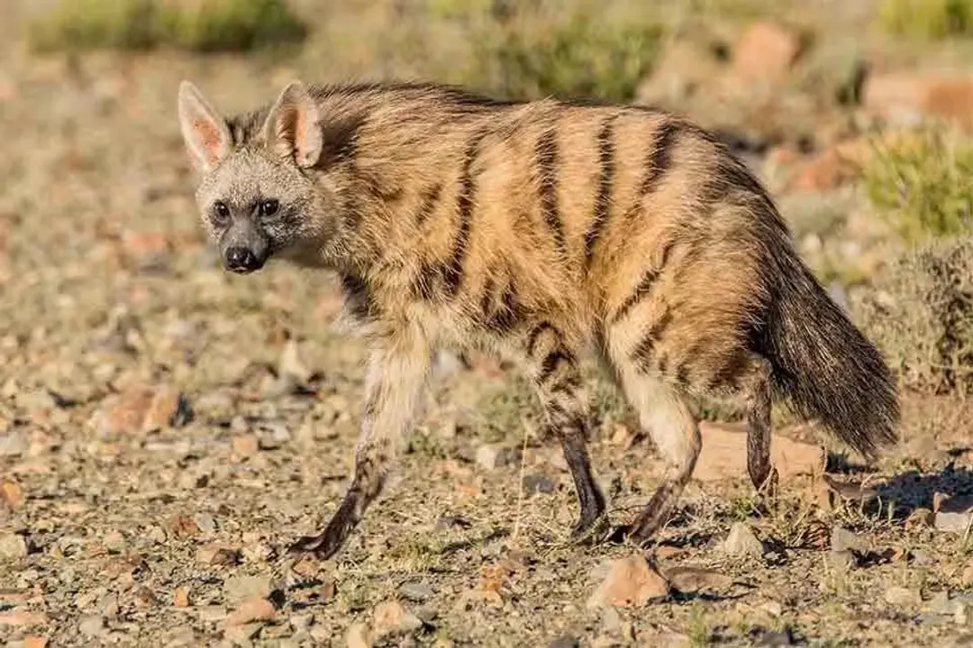 Is an aardwolf a carnivore, herbivore, or omnivore?, Kinship and Contrast