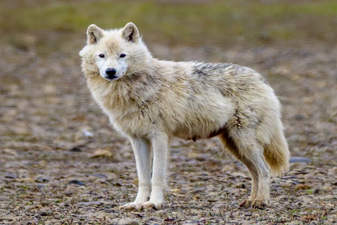 Is an Arctic wolf a carnivore, herbivore, or omnivore?, Hunting Tactics