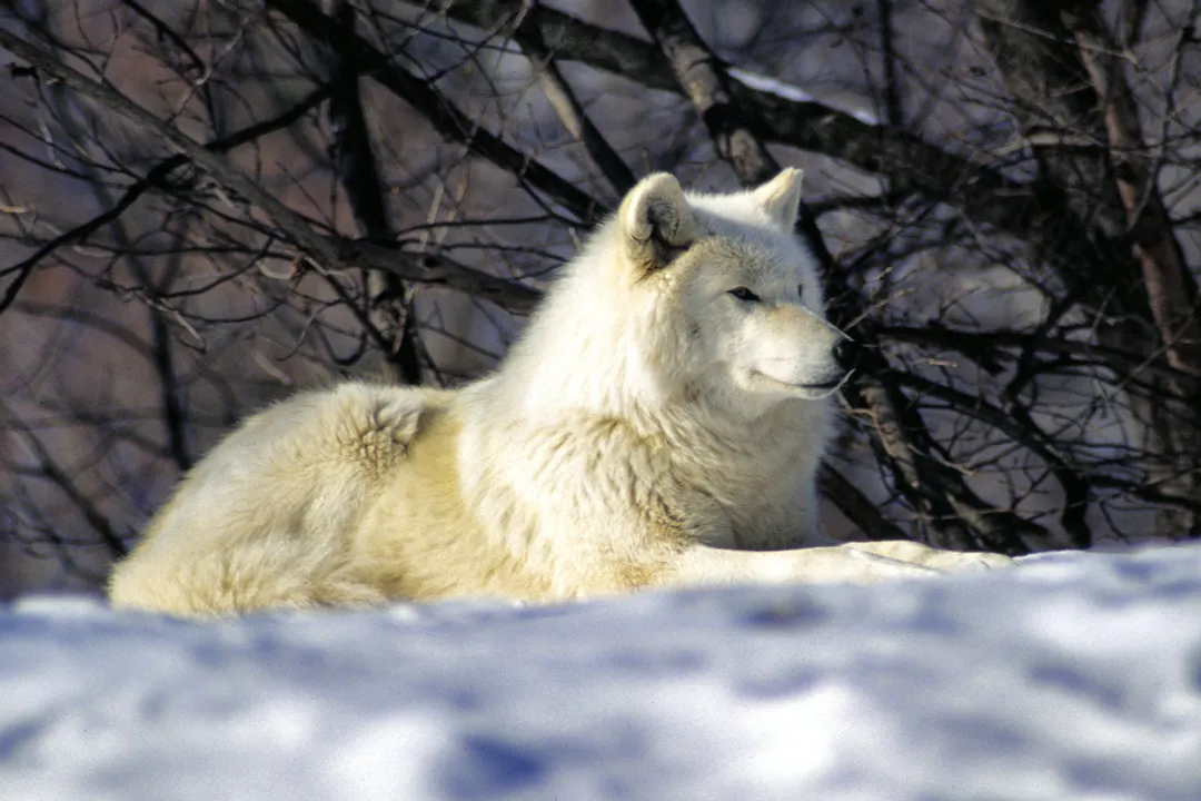 Is an Arctic wolf a carnivore, herbivore, or omnivore?, Core Prey Species
