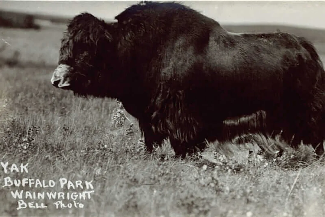 Is Beefalo considered a rare breed?, Breed Numbers