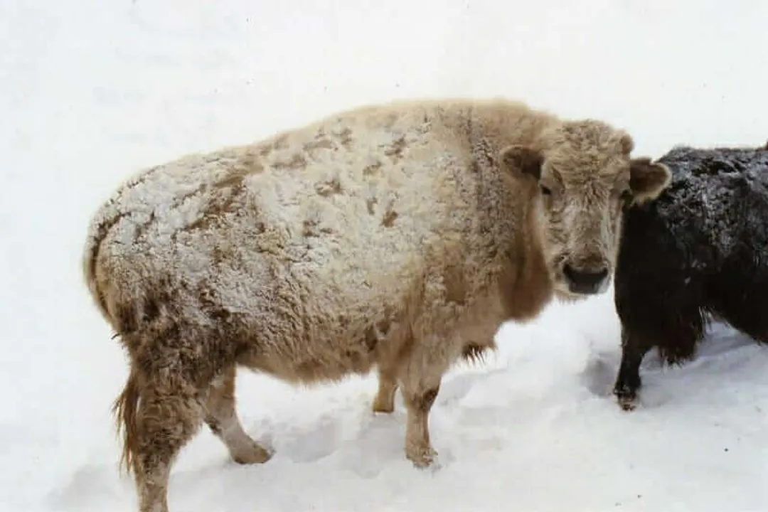 Is Beefalo considered a rare breed?, Defining Hybrid
