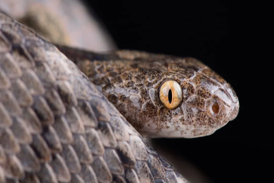 Is cat snake venomous to humans?, European Snake Status