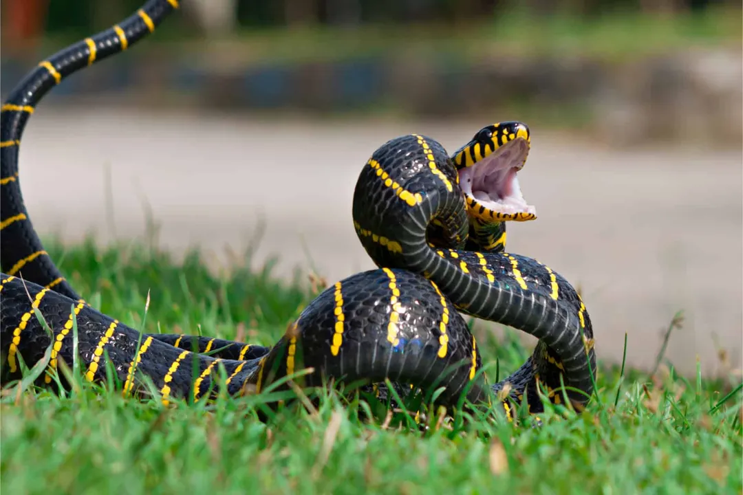 Is cat snake venomous to humans?, Morphological Contrast and Risk Perception