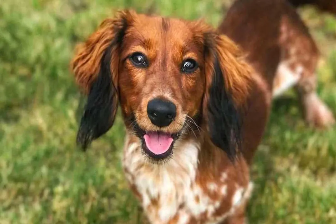 Is Doxiepoo a good family dog?, Hybrid Lineage