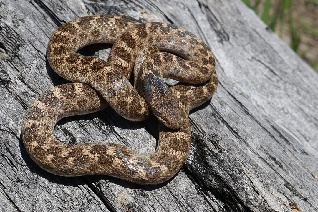 Is hypsiglena chlorophaea poisonous?