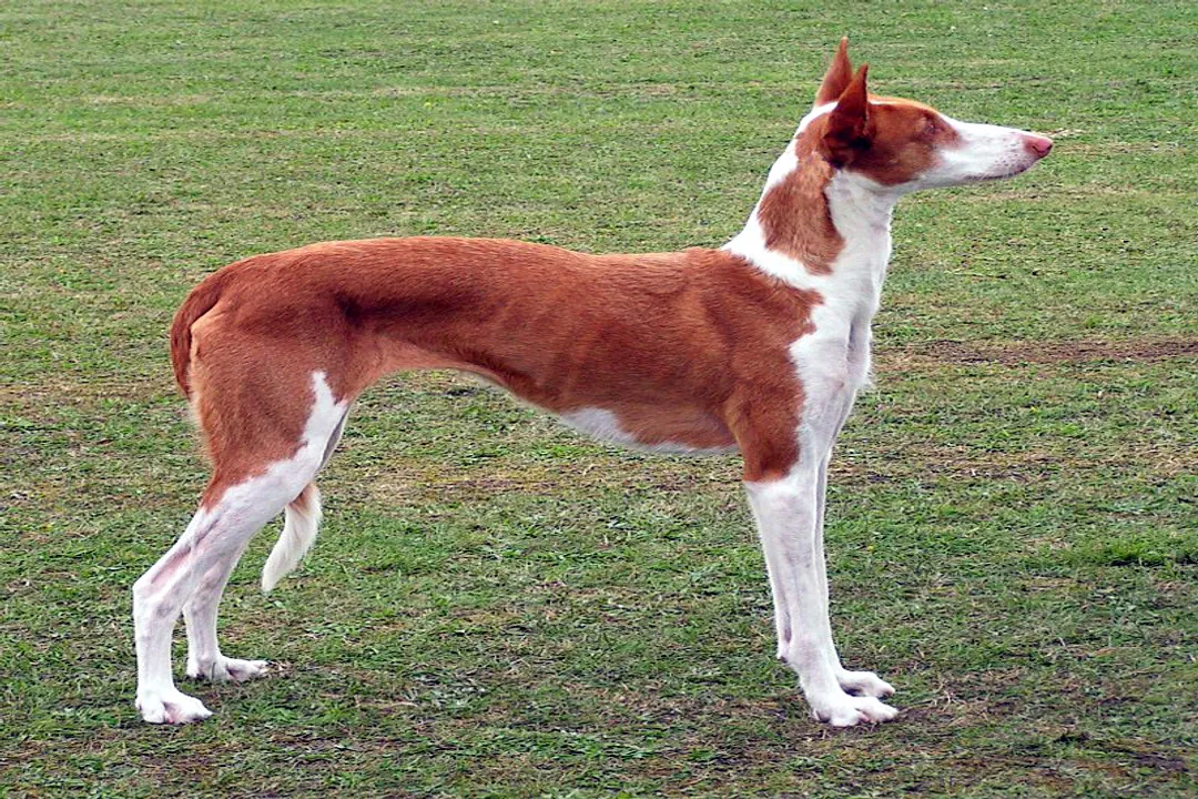 Is Ibizan Hound the same as Podenco?, Context in Rescue