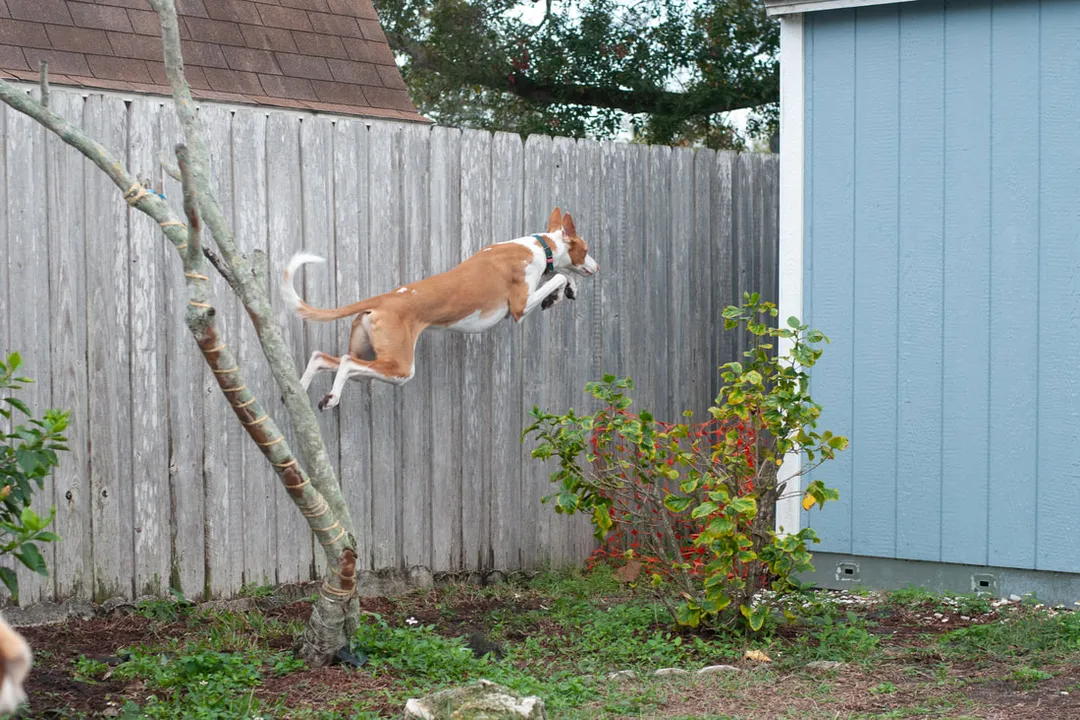 Is Ibizan Hound the same as Podenco?, Ibizan Specifics