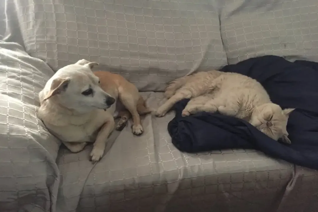 Is Ibizan Hound the same as Podenco?, Podenco The Group