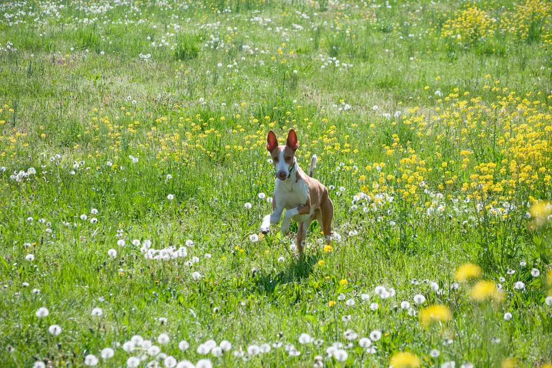 Where do Podenco breeds generally originate from?