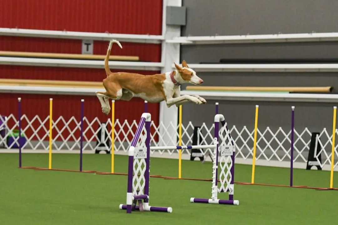 Is Ibizan Hound the same as Podenco?, Other Podencos