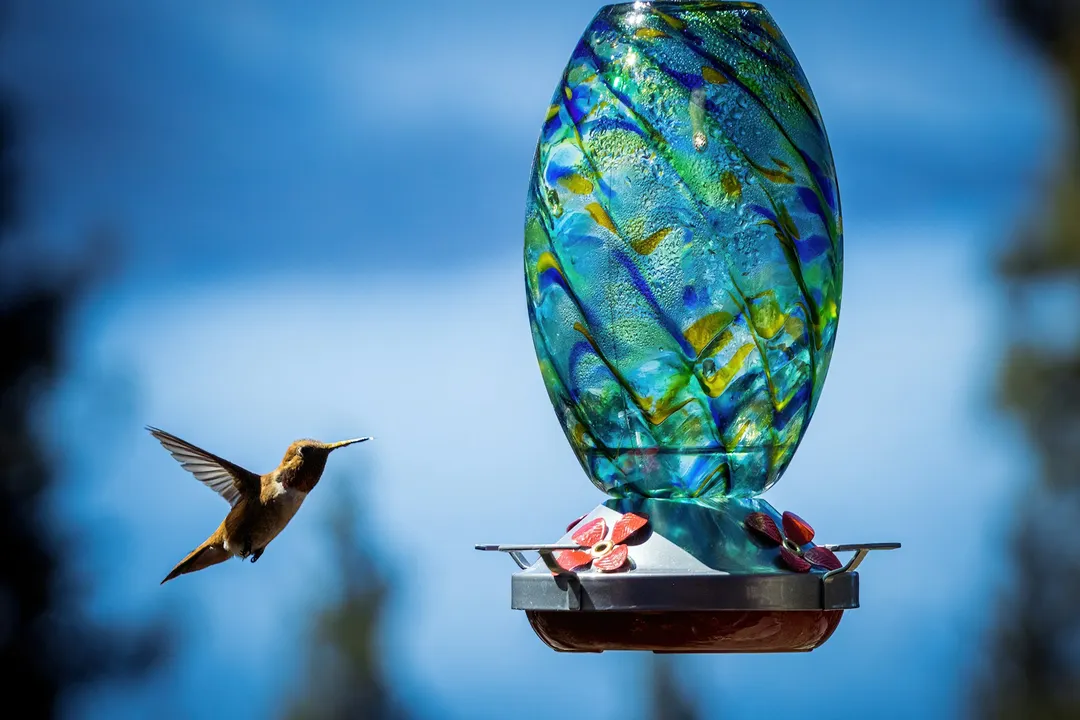 Is it better to put a hummingbird feeder in the sun or shade?, Visibility Factors