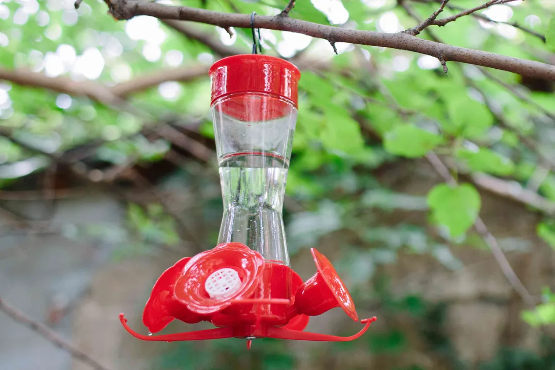 Is it better to put a hummingbird feeder in the sun or shade?