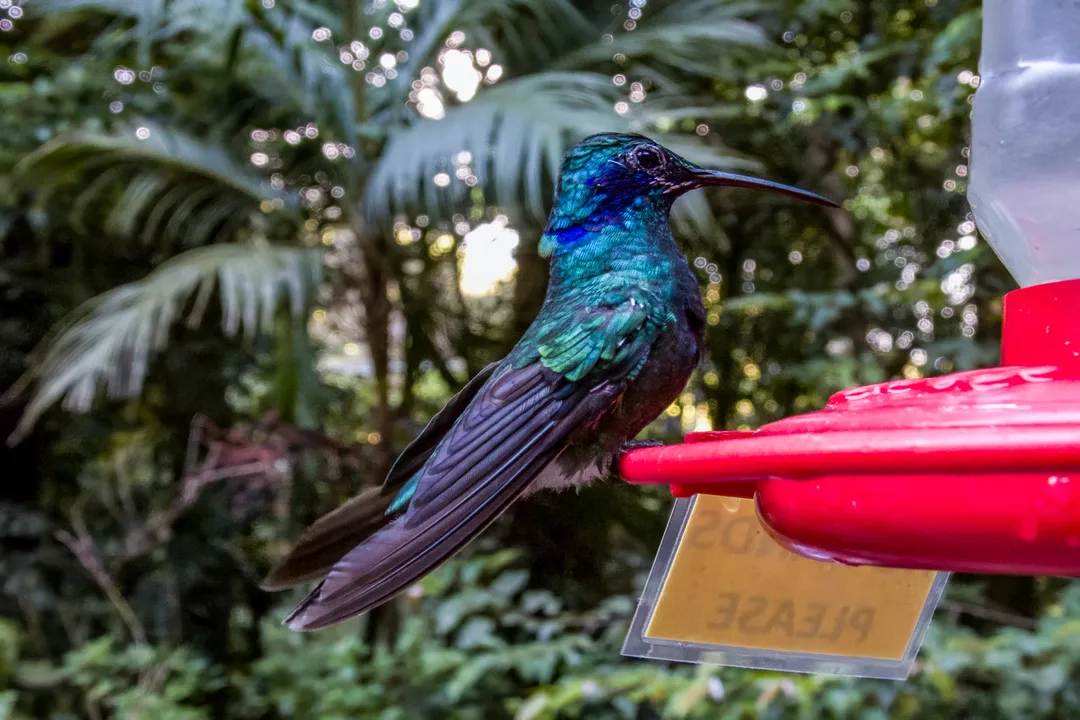Is it better to put a hummingbird feeder in the sun or shade?, Heat Versus Spoilage
