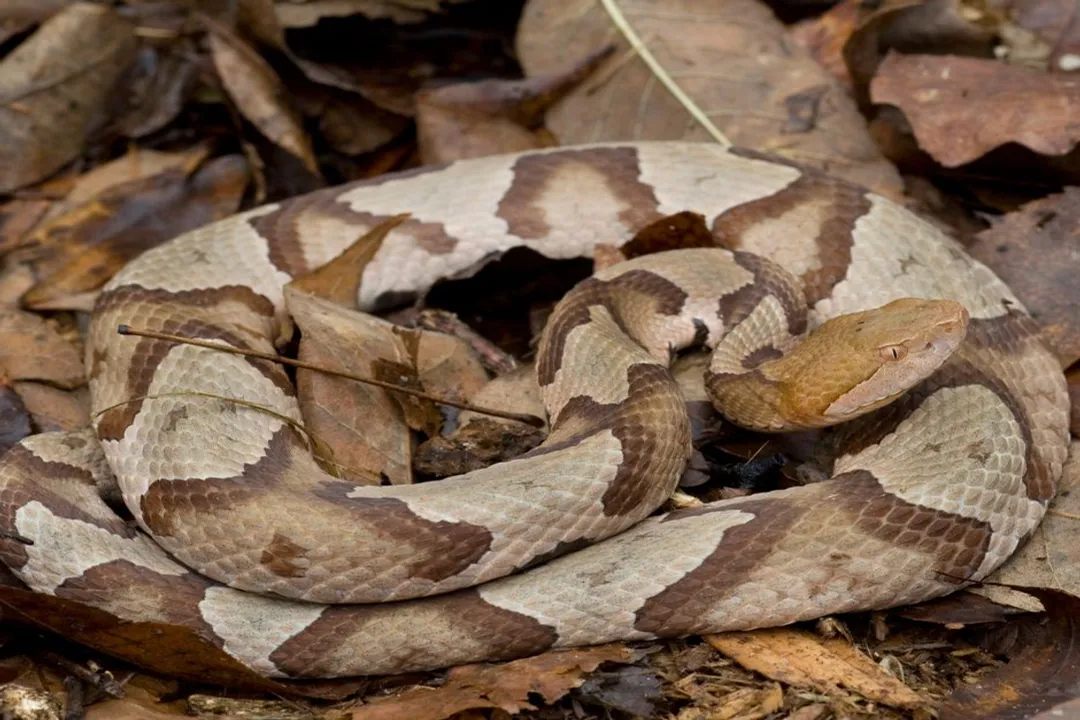 Is it good to have a rat snake in your yard?, Pest Conflict