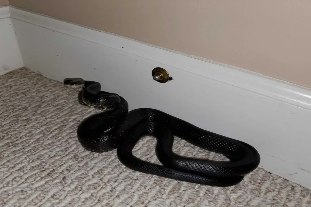 Is it good to have a rat snake in your yard?, Coexistence Tips