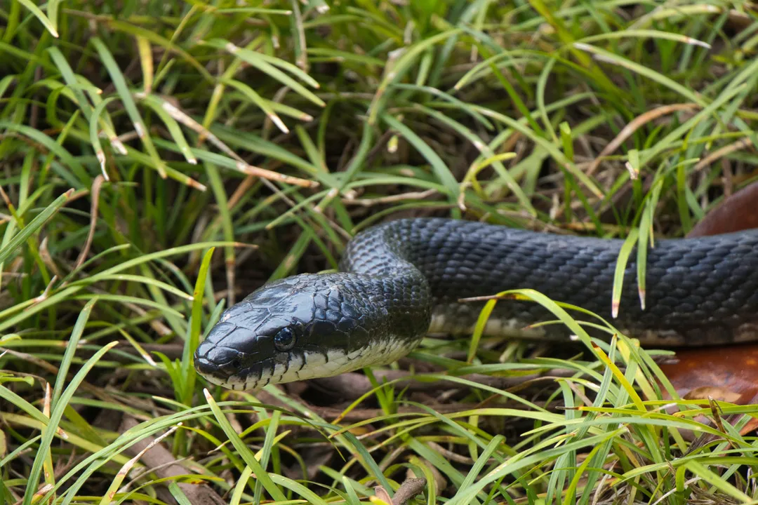 Is it good to have a rat snake in your yard?