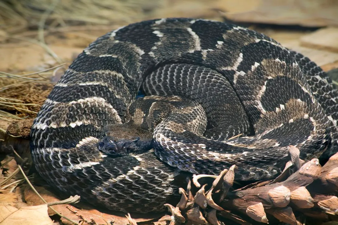Is it good to have a rat snake in your yard?, Harmless Presence
