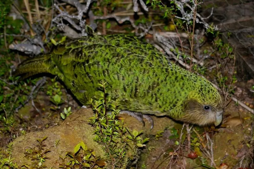 Is kākāpō a mammal?, Sensory World