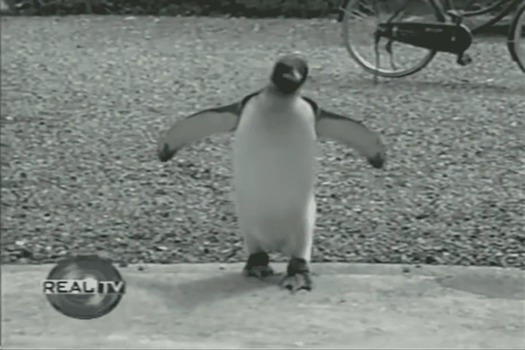 Is Lala the penguin still alive?, Initial Trauma
