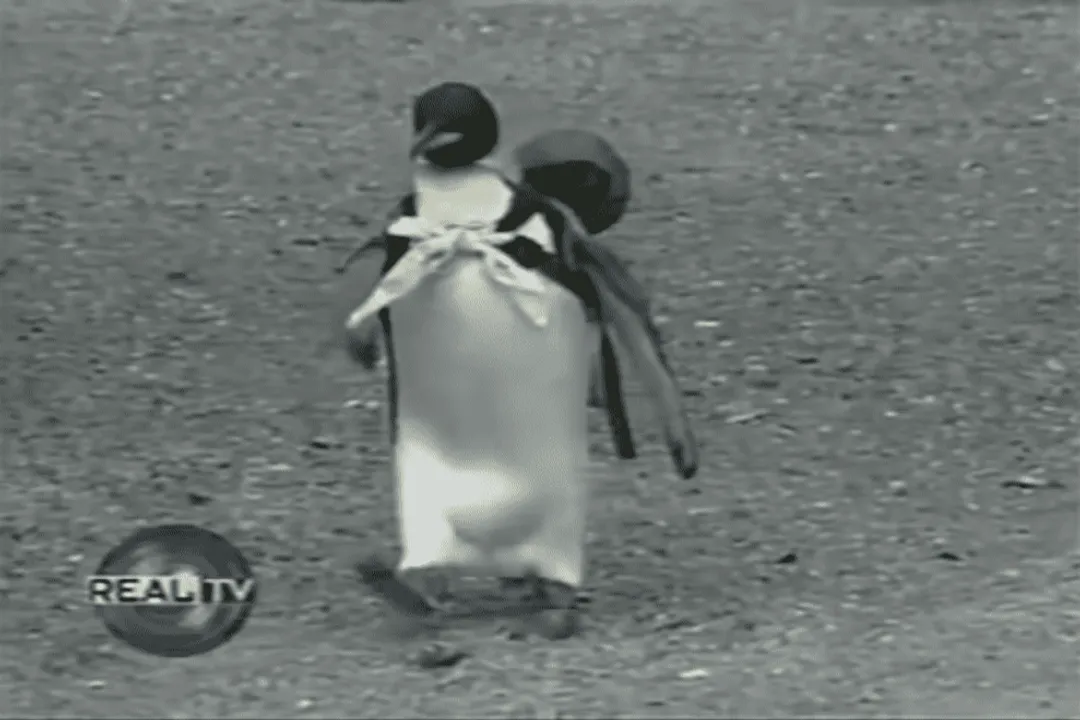Is Lala the penguin still alive?, Enduring Appeal