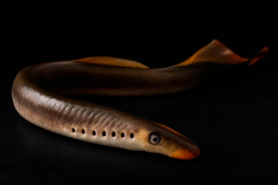 Is lamprey a scientific name?