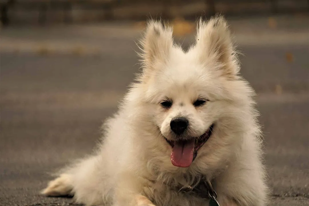 Is Maltipom a good dog?, Dog Temperament